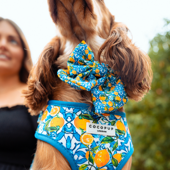 Dog wearing a bright yellow lemon-patterned Cocopup London sailor bow tie; woman in black blurred in background.
