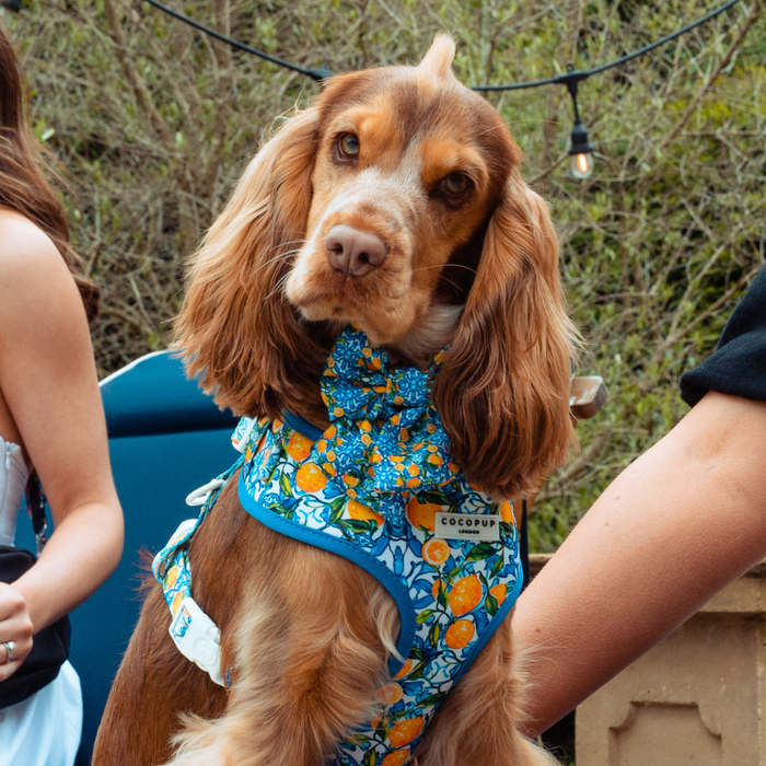 Dog wearing a yellow lemon-patterned Cocopup London sailor bow tie, seated outside among people.