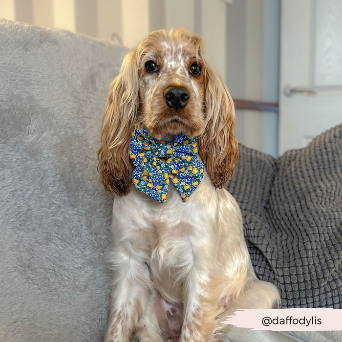 Brown and white dog with long ears wearing a yellow Cocopup London Amalfi Lemon Sailor Bow Tie, on a gray couch.
