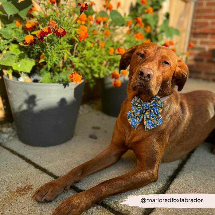 Brown dog on a patio wears a yellow lemon-pattern Cocopup London Sailor Bow Tie, lying near bright orange flowers.