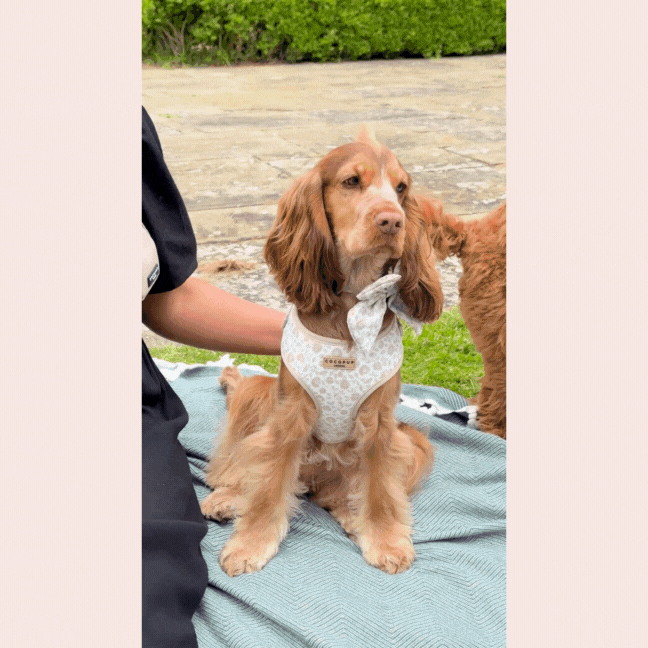 A dog sitting on a blanket in the garden. The embroidered design on its Luxe Bag Strap - Garden Meadow by Cocopup London peeks out, hinting at upcoming dog walks.