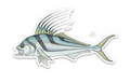 Casey Underwood Roosterfish Decal