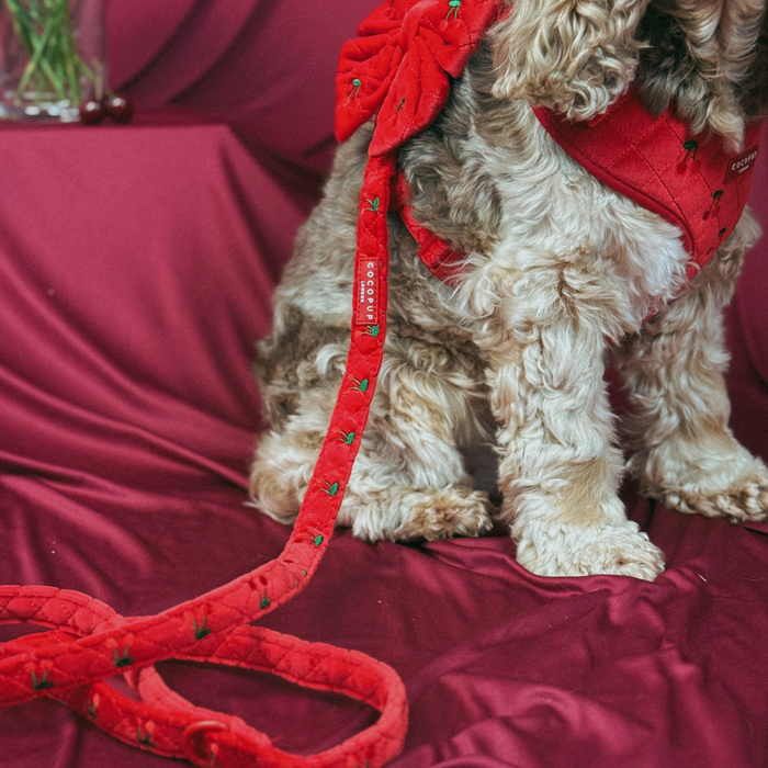 Dog in a red harness with a cherry velvet lead sits on red fabric, cherries visible in the background.