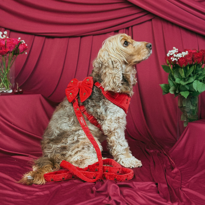 Curly-haired dog in a red harness with bow sits on red fabric beside vases and a cherry red velvet dog lead.