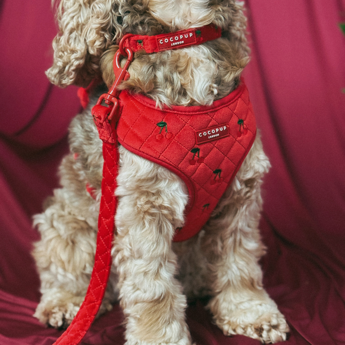 Fluffy dog in a Cocopup London cherry-pattern harness with matching red velvet lead.