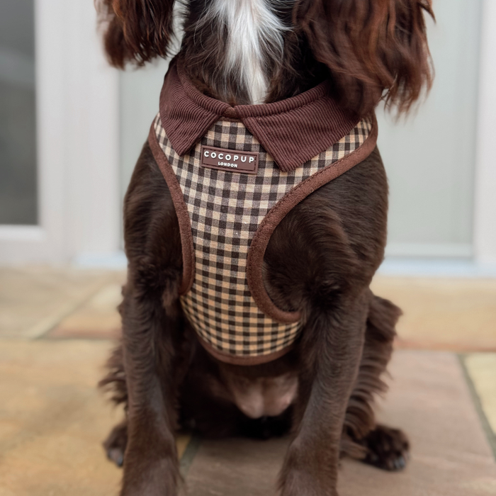 Brown dog by the door wearing a check-patterned Cocopup London harness, lead, and collar set.