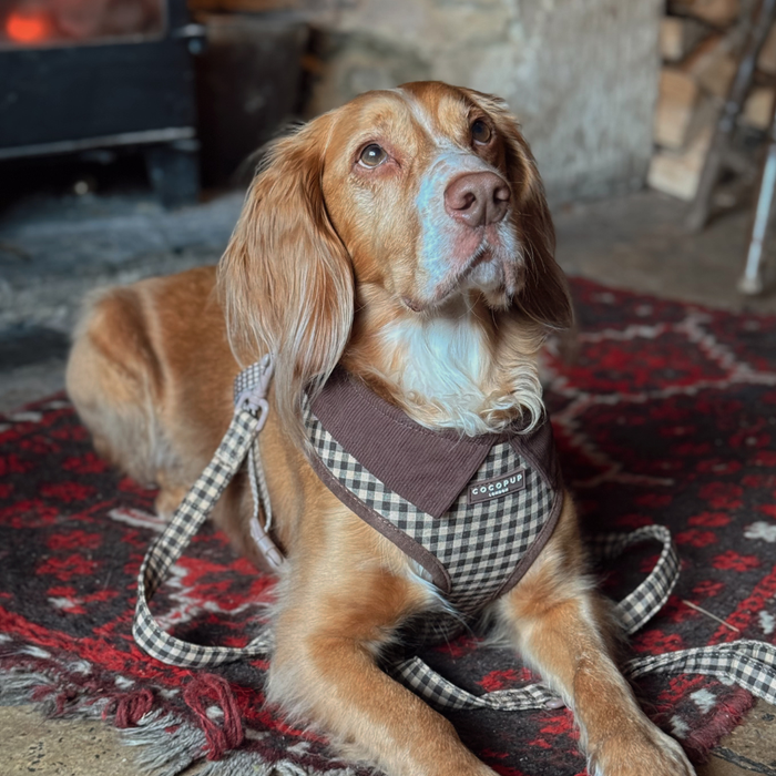 Golden brown dog wearing a Cocopup London Cotswold Check harness rests on a red rug indoors, looking up.