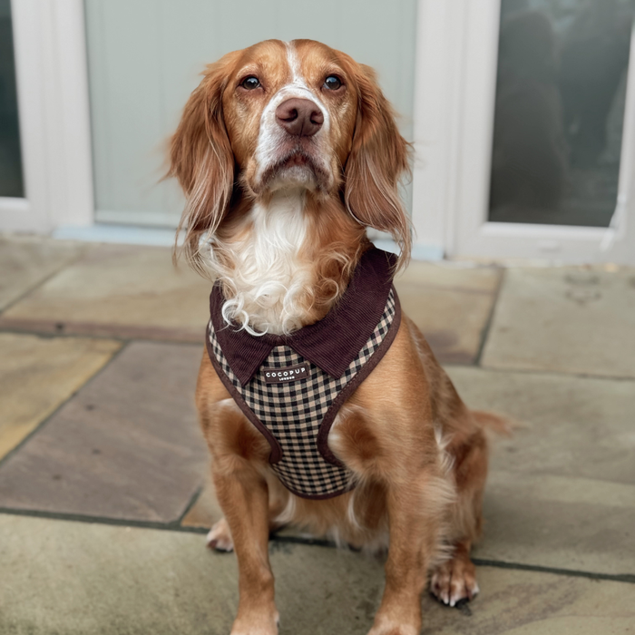Brown and white dog in a checked Cocopup harness, lead, and collar set standing on a stone patio.