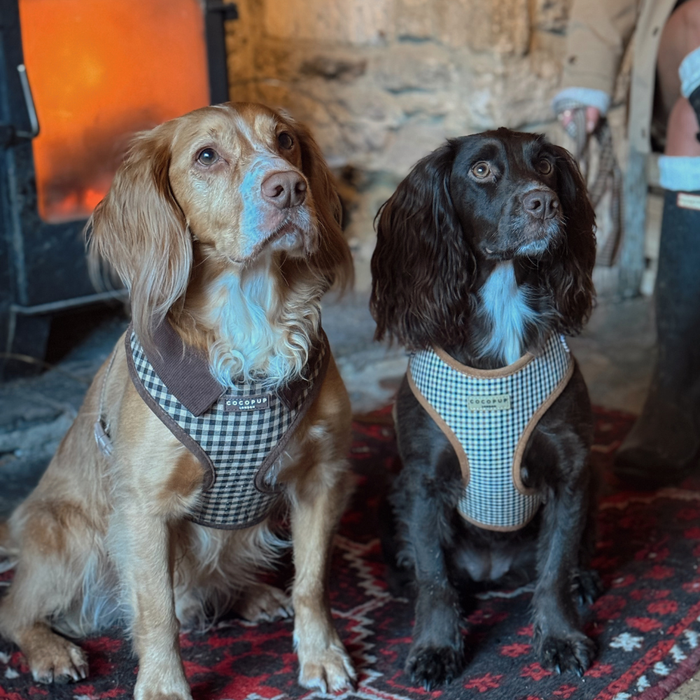 Two dogs in matching Cotswold Check harnesses sit by a fireplace next to someone wearing boots.
