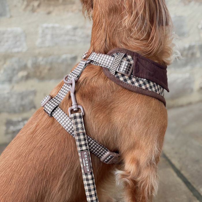 Dog wearing a checkered harness, lead, and collar with Cotswold pattern sits in front of a stone wall.