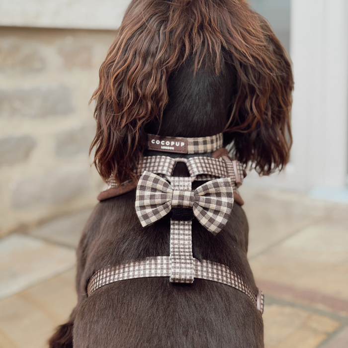 Brown dog sitting on a stone patio wearing a Cocopup London Cotswold Check collar with safety lock buckle.