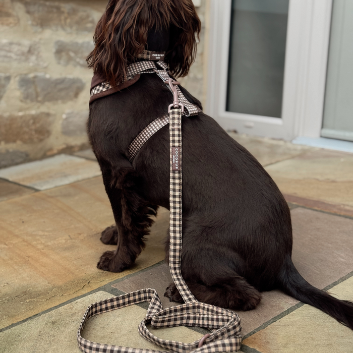 Brown dog wearing a checked Cocopup London harness, lead, and collar set sits on an outdoor patio.