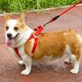 Dealonlinenz dog harness and leash set for puppies, featuring a 2.5cm traction rope and adjustable pet harness in a vibrant color