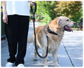 Heavy-duty dog leash with shock-absorbing bungee and handle, 80-105cm length, from dealonline.co.nz
