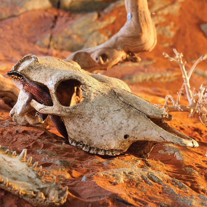 Exo Terra Terrarium Decor Buffalo Skull