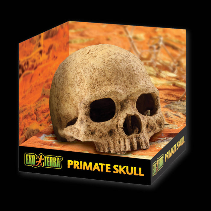 Exo Terra Terrarium Decor Primate Skull
