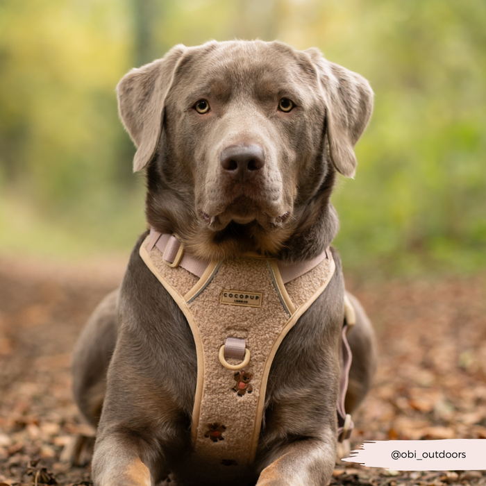 Silver-gray dog wearing a beige Cocopup London Explore Harness with embroidered details, sitting on a forest path.