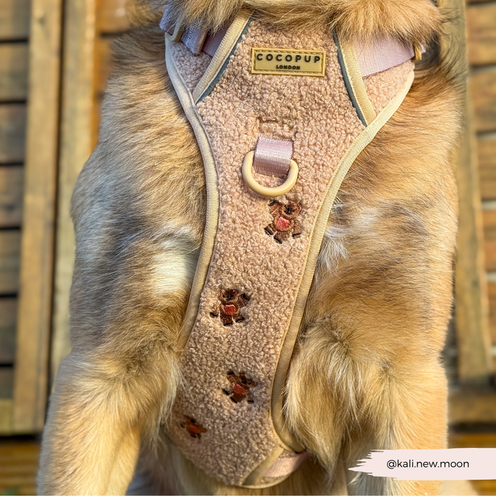 Dog wearing a Cocopup London Explore Harness in Theo Embroidered Teddy design with small teddy bear patterns.