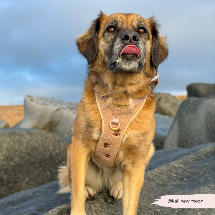 Brown dog wearing a brown Cocopup London Theo Embroidered Teddy harness sits on rocks, licking its nose under cloudy skies.