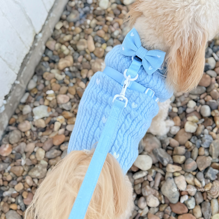 Small dog in a blue sweater and bow on Cocopup London Blue Heartstrings cord leash, standing on gravel.