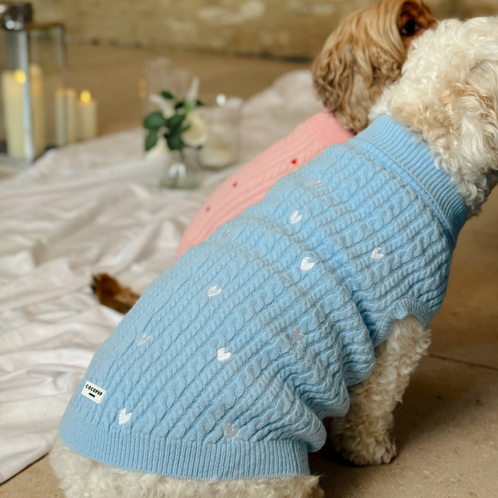 Two small dogs in blue cord jumpers with heart patterns sitting indoors near candles and flowers.