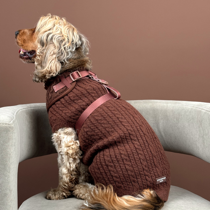 Curly-haired dog on chair wearing brown cable knit jumper and harness, set against a warm brown background.