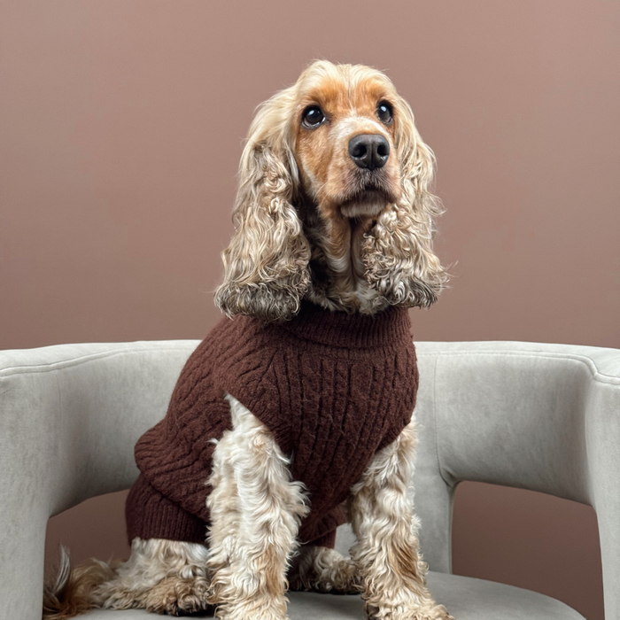 Cocker spaniel wearing a brown Cocopup London cable knit jumper sits on a light gray chair against a brown background.