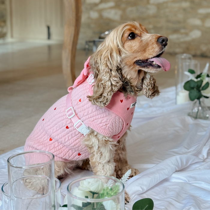 Brown dog on white blanket wears a pink cord jumper, harness and lead set with heart pattern. Indoors.