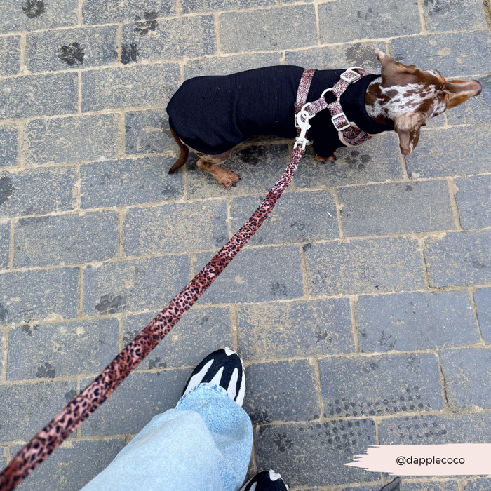 Small dog in a black sweater on a stone path, wearing a Cocopup London quilted leopard-print lead.