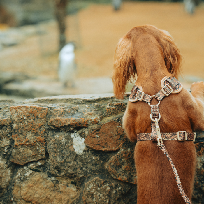 Brown dog wearing a leopard print harness and quilted leopard Cocopup London lead looks over a stone wall.