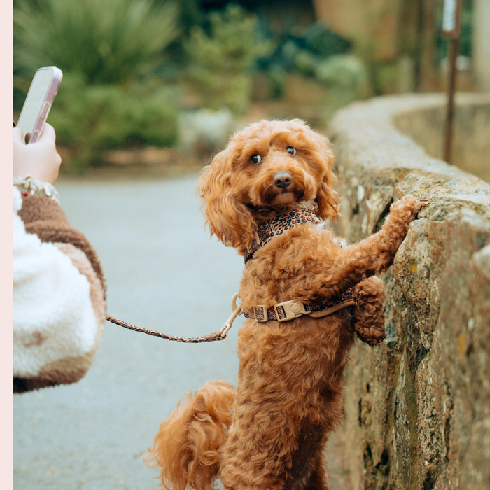 Dog wearing Cocopup London quilted leopard print lead stands by a stone wall, looking back.