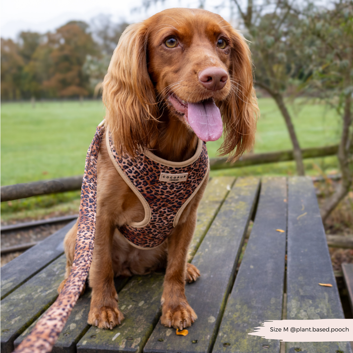 Brown dog on a wooden table wearing a quilted leopard print lead; green grass in background.