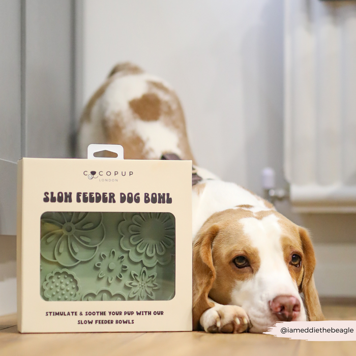 Beagle lying beside a packaged sage green Cocopup London slow feeder dog bowl with a floral pattern on a wooden floor.