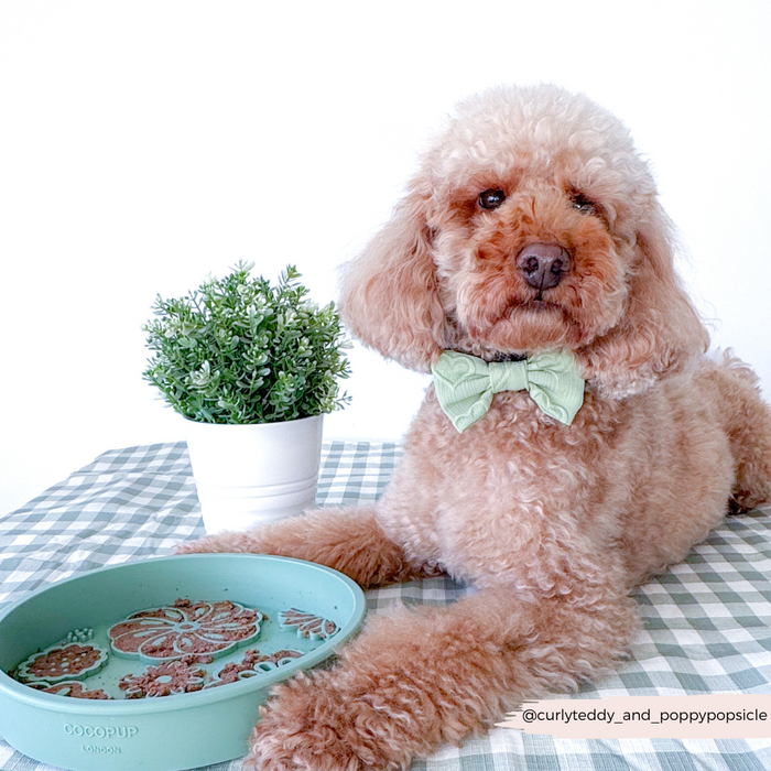 Poodle with a green bow tie beside a sage green Cocopup London slow feeder bowl with flower pattern and a potted plant.