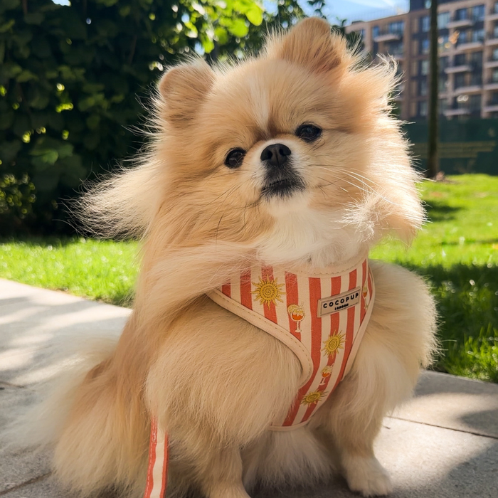 Sunshine & Spritz Adjustable Neck HARNESS
