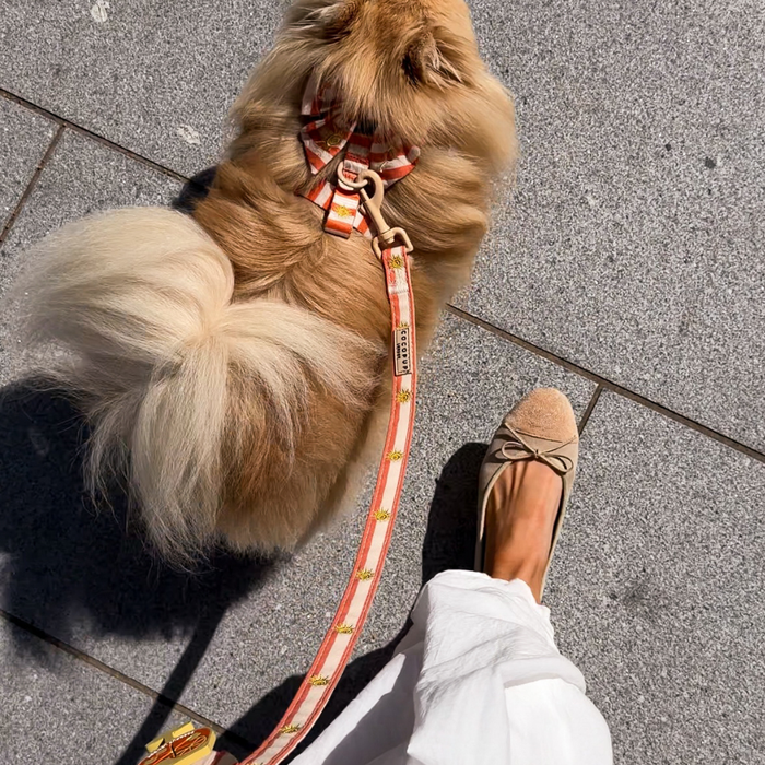 Sunshine & Spritz Lead