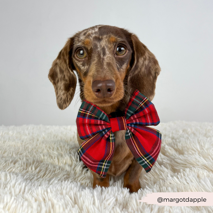 Brown dachshund wearing a Cocopup London tartan sailor bow tie on a fluffy white rug, plain background.
