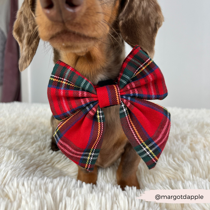 Dachshund wearing a Cocopup London red tartan sailor bow tie, sitting on a white fluffy surface.