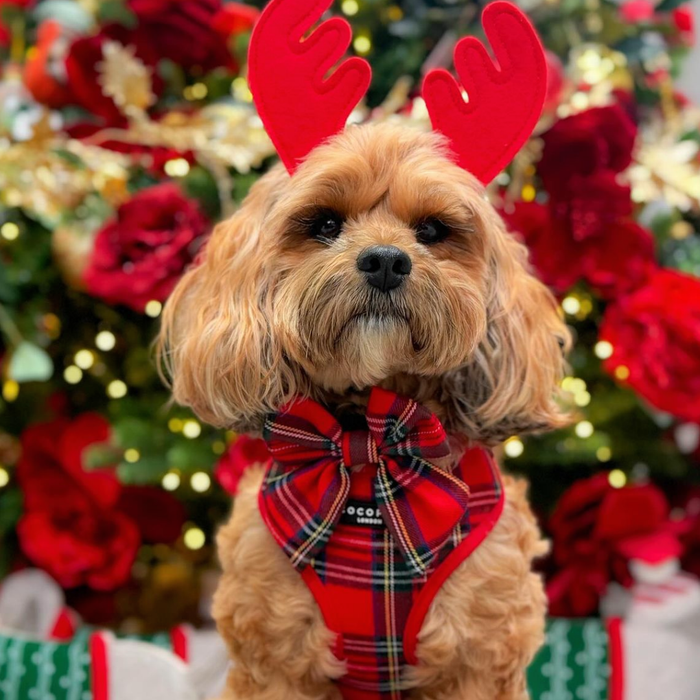 Small brown dog wears red reindeer antlers and a Cocopup London tartan sailor bow tie, sitting against a festive background.