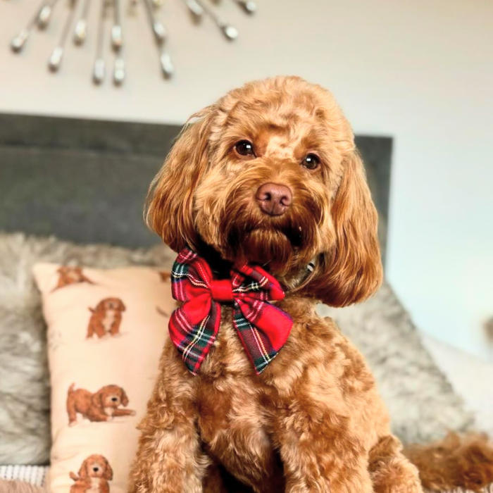 Brown dog wearing a Cocopup London tartan sailor bow tie sits on a bed with a white dog-print pillow in the background.