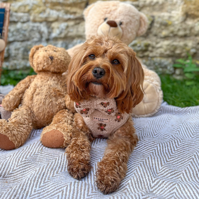 Brown dog wearing a Cocopup London Theo Embroidered Teddy Bow Tie sits on a blanket outdoors with two teddy bears.