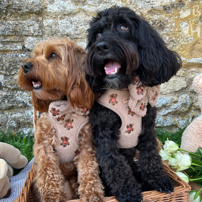 Two small dogs in beige harnesses and a tan embroidered Cocopup London Teddy bow tie sit in a basket near flowers.