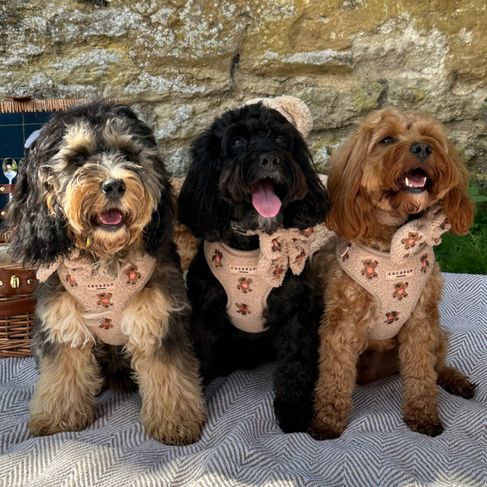 Three small fluffy dogs sit on a blanket, each wearing a matching cream embroidered teddy bow tie from Cocopup London.