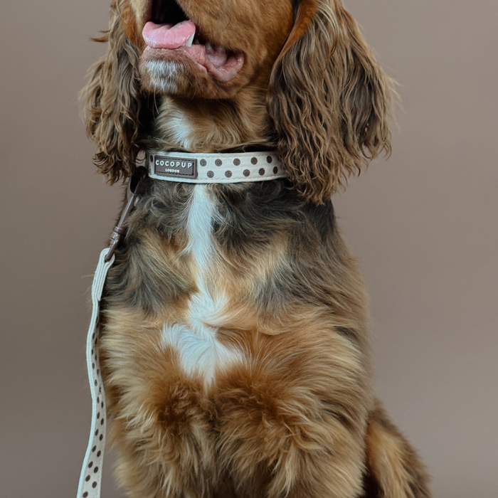 Tiramisu Polka Dot COLLAR
