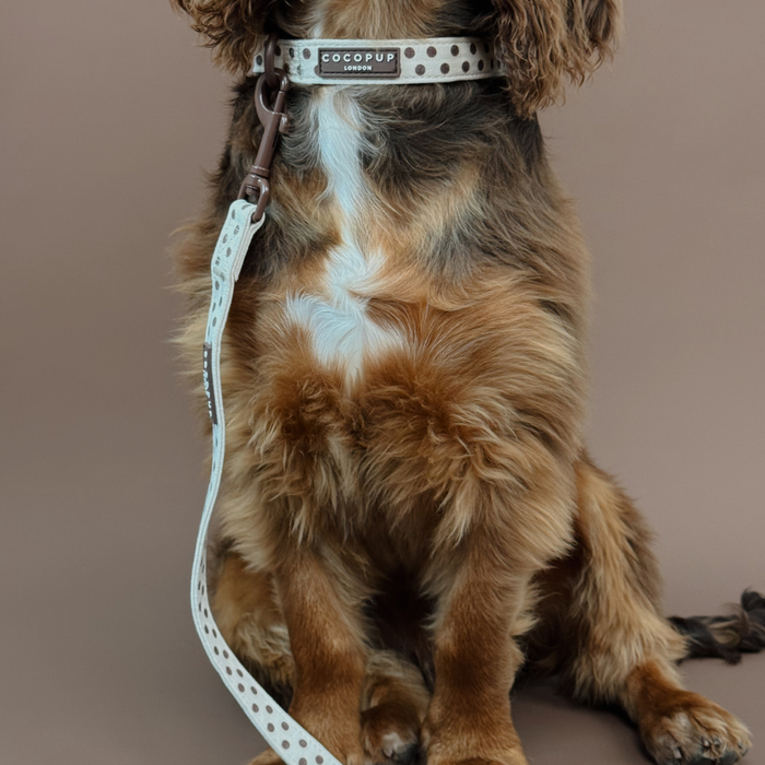 Tiramisu Polka Dot COLLAR