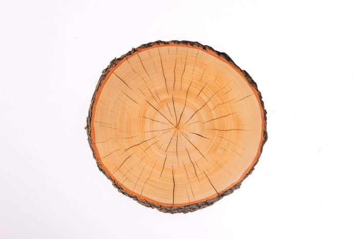 Tree ring learning disc teaching preschool science and nature concepts through hands-on play